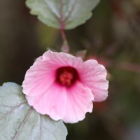 Hibiscus acetosella Welw. ex Hiern